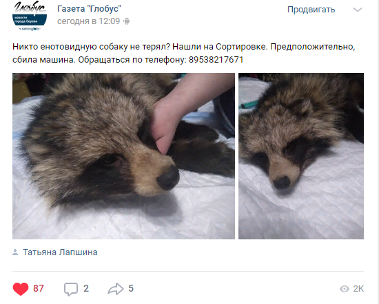 Возможно, енотовидную собаку сбила машина. Иллюстрация: принт-скрин аккаунта "Глобуса" в соцсети "Вконтакте"