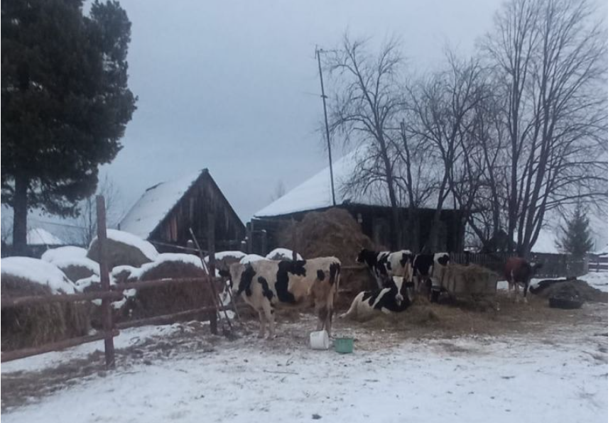 Коровы в Марсятах зимуют под открытым небом. Фото: читатель “Глобуса”, попросивший об анонимности