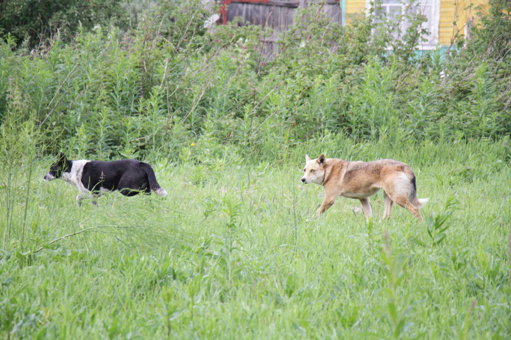Садоводы рассказывают, что собаки облюбовали участок, который долгое время простоял заброшенным. Фото: Константин Бобылев, "Глобус"