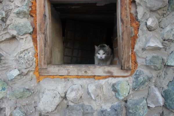 Ольга Викторовна отмечает, что в подвалах жилых домов живет много бездомных кошек. Фото: Мария Чекарова, архив "Глобуса"