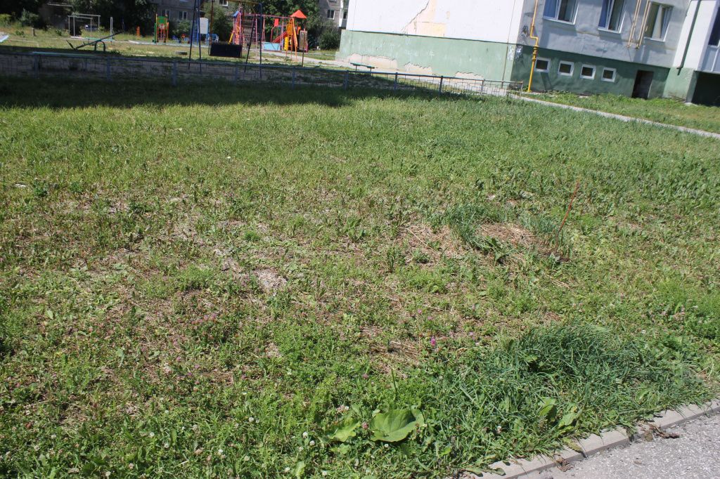 По словам Софьи Устюжаниной три года назад заводчанами на этой площадке были высажены саженцы рябины. Фото: Мария Чекарова, "Глобус"