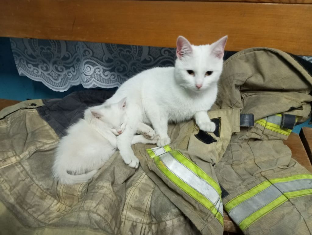 Спасенные кошки пережидали наводнение в лагере, с пожарными. Фото: Иван Копылов