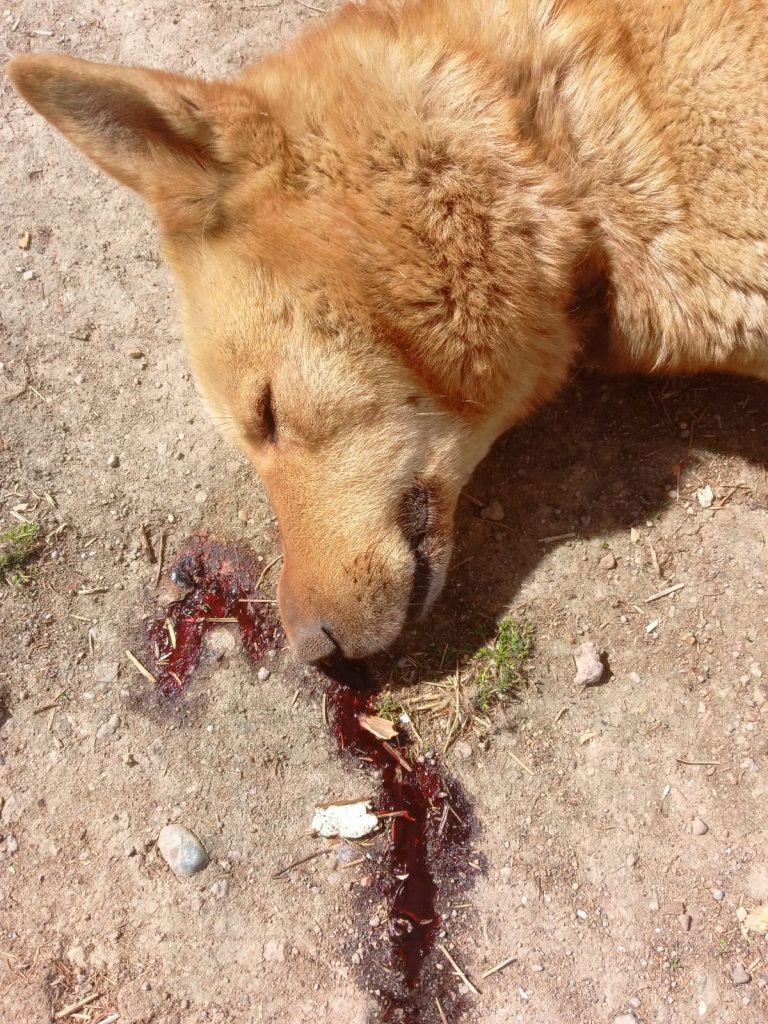 Дану обнаружили мертвой утром 16 мая. Под мордочкой животного - лужа крови. Фото предоставила Марина Ибрагимова