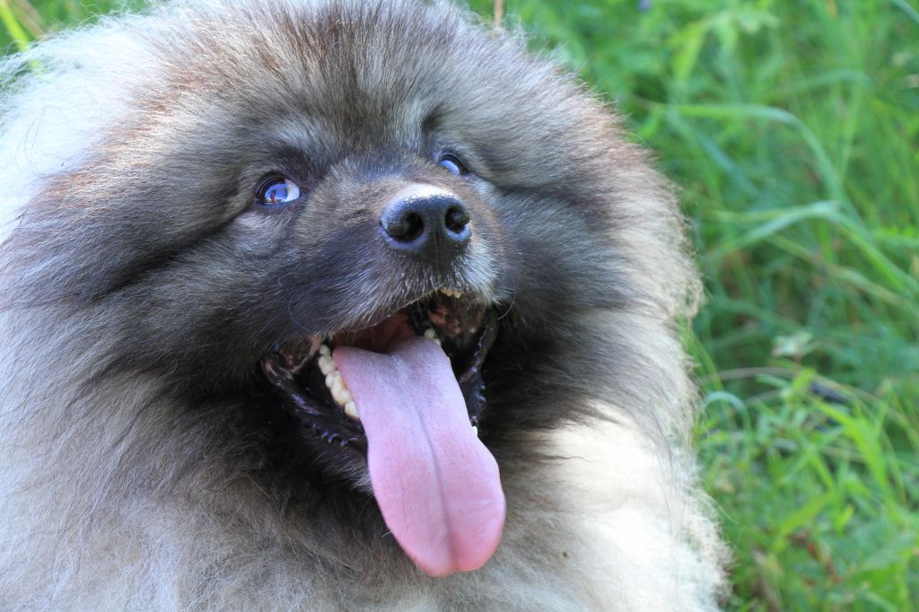 Помимо Хари у Ольги Бочкаревой еще три кеесхонда, все - девочки. Харя - богатый жених. Фото: Константин Бобылев, "Глобус"
