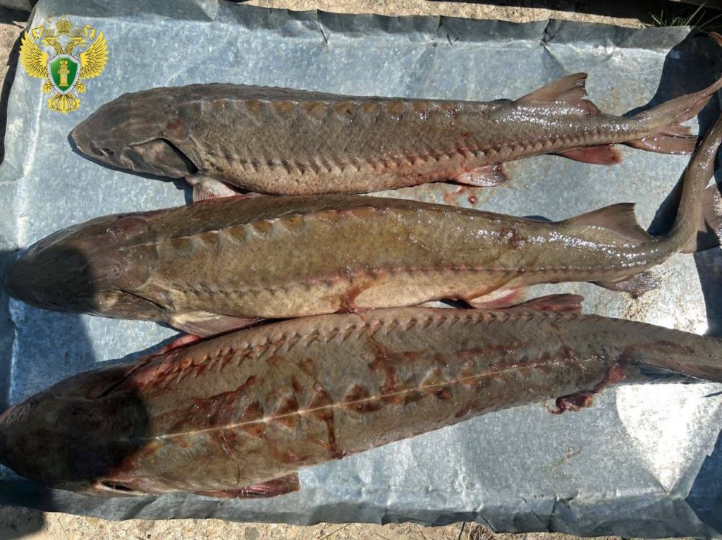 Ущерб животному миру был оценен в 1 миллион 444 тысячи рублей. Сибирский осетр занесен в Красную книгу. Фото: Уральская транспортная прокуратура