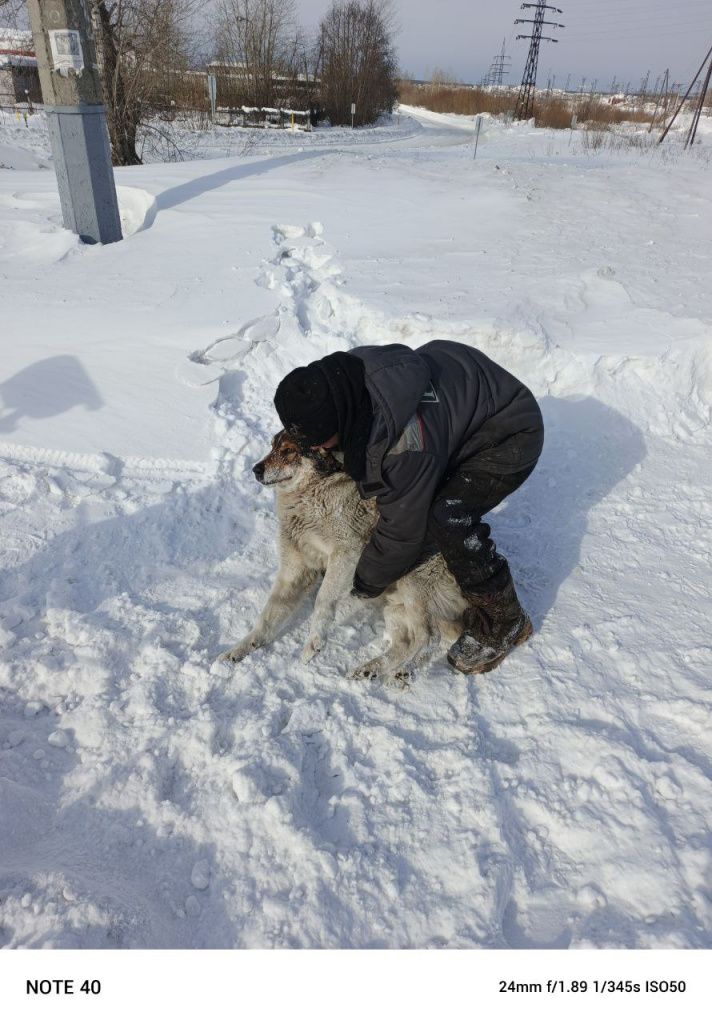 Возрастного пса, который бился в конвульсиях, нашли у железнодорожного переезда по улице Каквинской. Фото: Инна Обухова