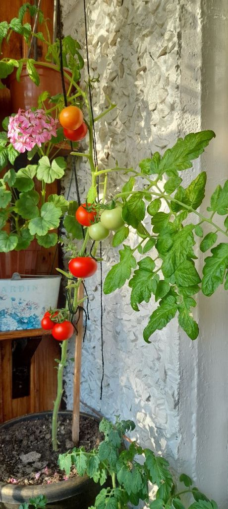 Пусть и не большой урожай томатов на кусту, а все равно приятно. Фото: Андрей Гребенкин, «Глобус»