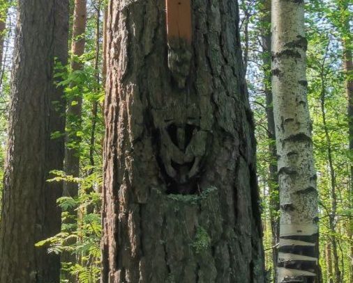 Когда увеличиваешь фото и внимательно смотришь на вырезанное изображение на сосне под могильным крестом, то веселая рожица уже не кажется веселой, безобидной и доброй. Это больше похоже на искажение, лживую веселость. Фото: Константин Бобылев, «Глобус»