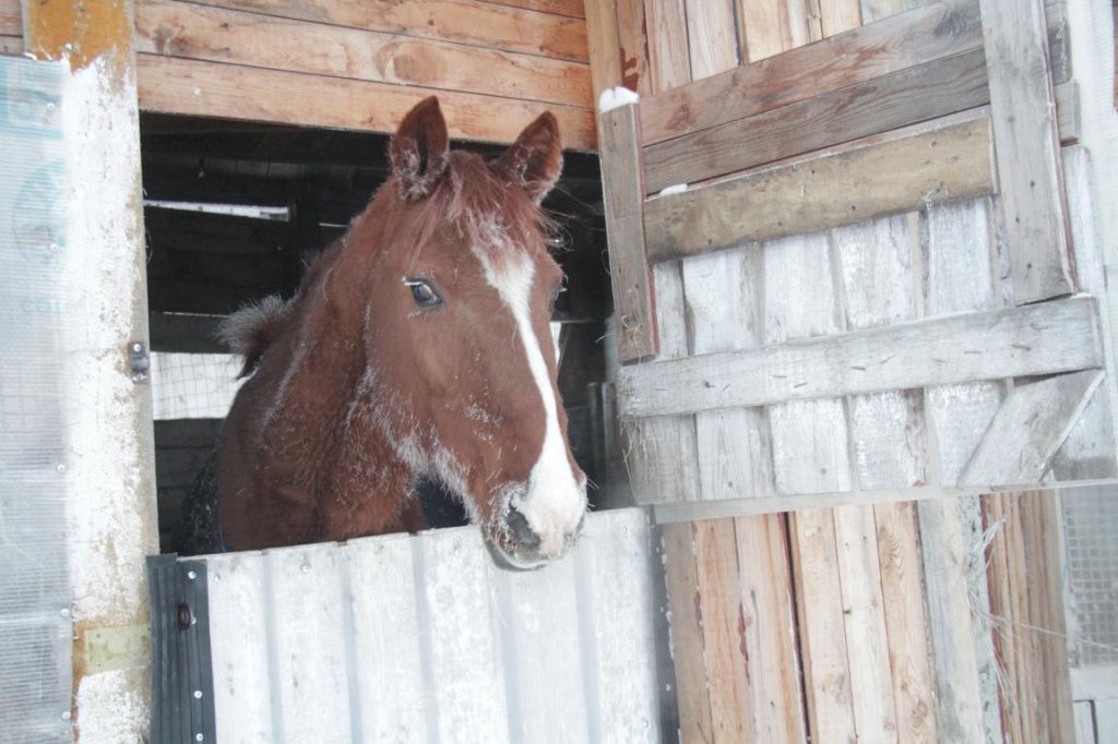 Сапфира называют мальчиком с характером. Фото: Константин Бобылев, "Глобус" 