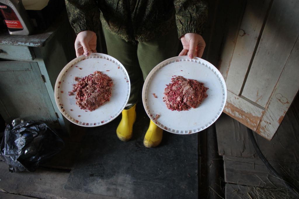 На ночь по периметру огорода Анастасия расставляет тарелки с мясом, сдобренным отравой. Фото: Мария Чекарова, "Глобус"