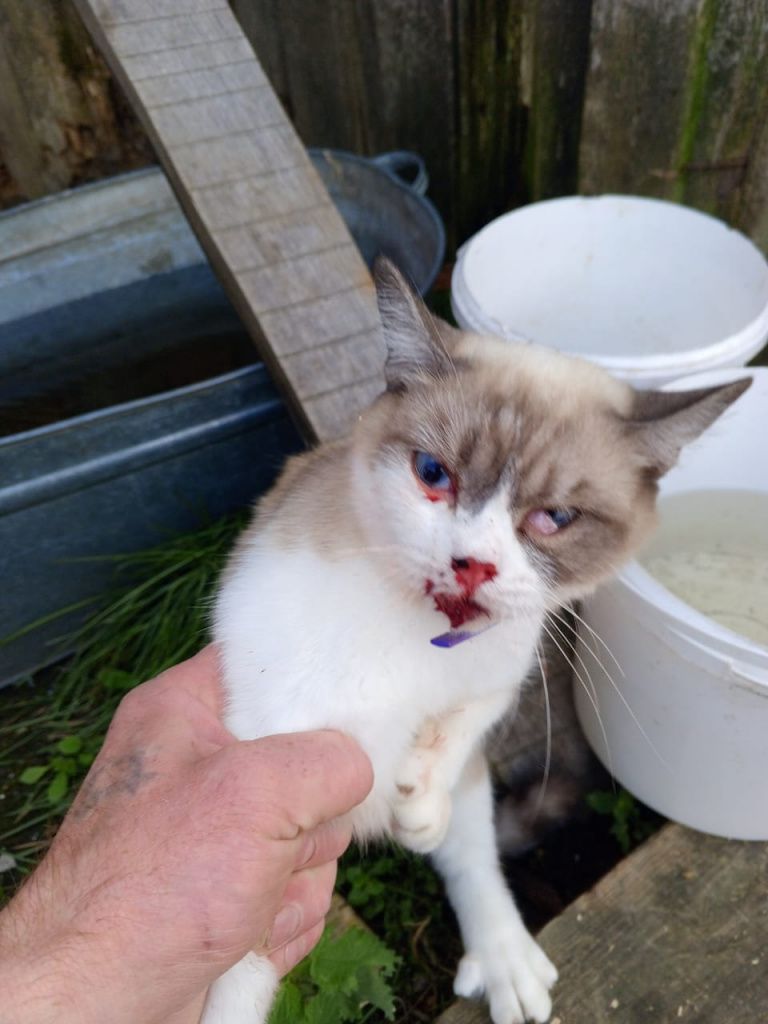 После ДТП у кошки по кличке Маска выпал глаз, его вставляли врачи. Фото предоставила Ольга Демидова