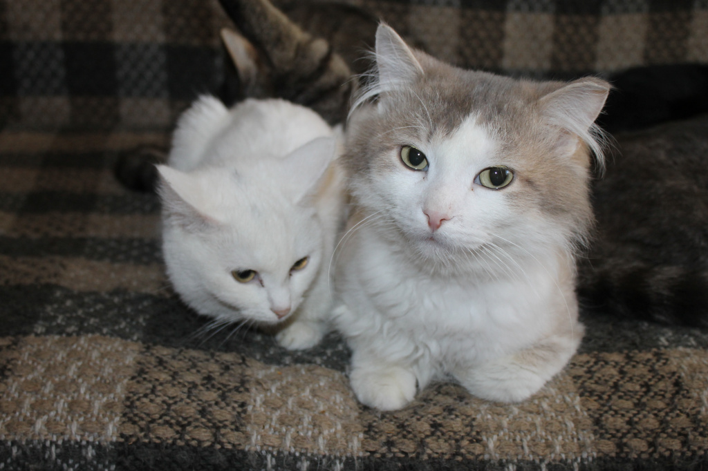 Слева малышка Габриэлла, справа годовалый кастрированный котик Левушка. Фото: Мария Чекарова, "Глобус"