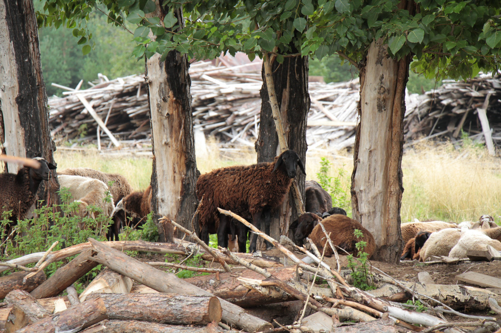 Жителей 2-й Молочной раздражает, что по их огородам слоняется скот, который держат на лесопилках. Козы, овцы и коровы топчут посадки. Фото: Константин Бобылев, “Глобус”