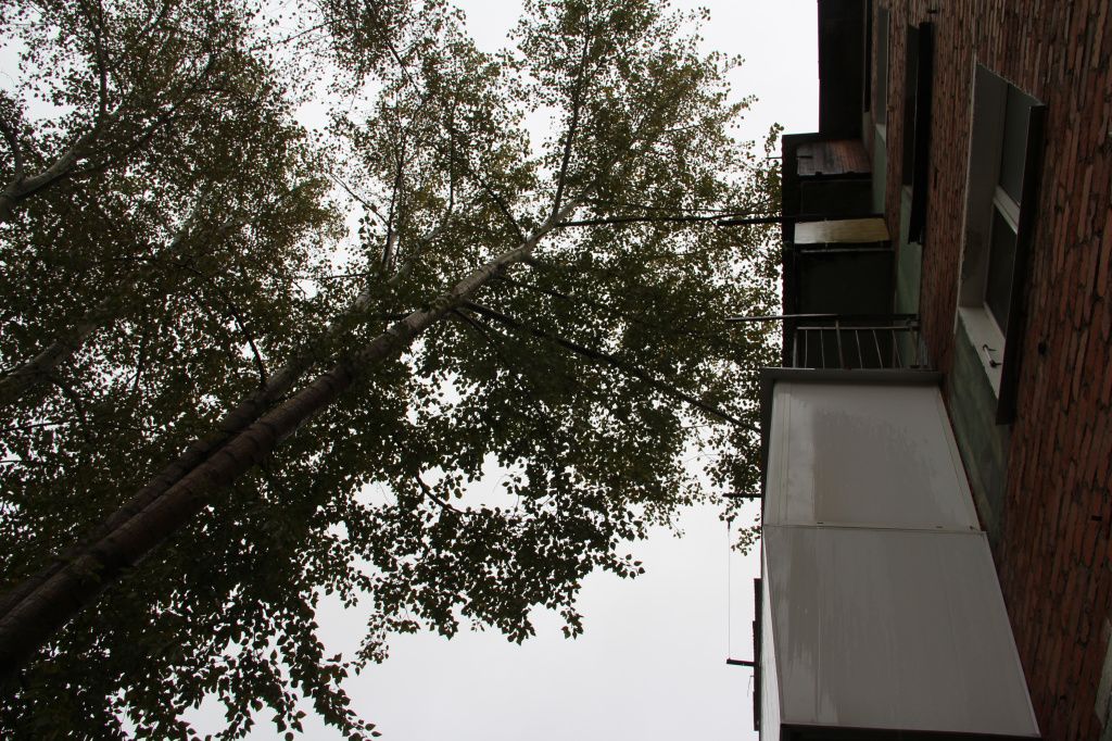 Беспокойство жителям доставляет ветка тополя, которая лежит на крыше дома. Фото: Анна Куприянова, "Глобус"
