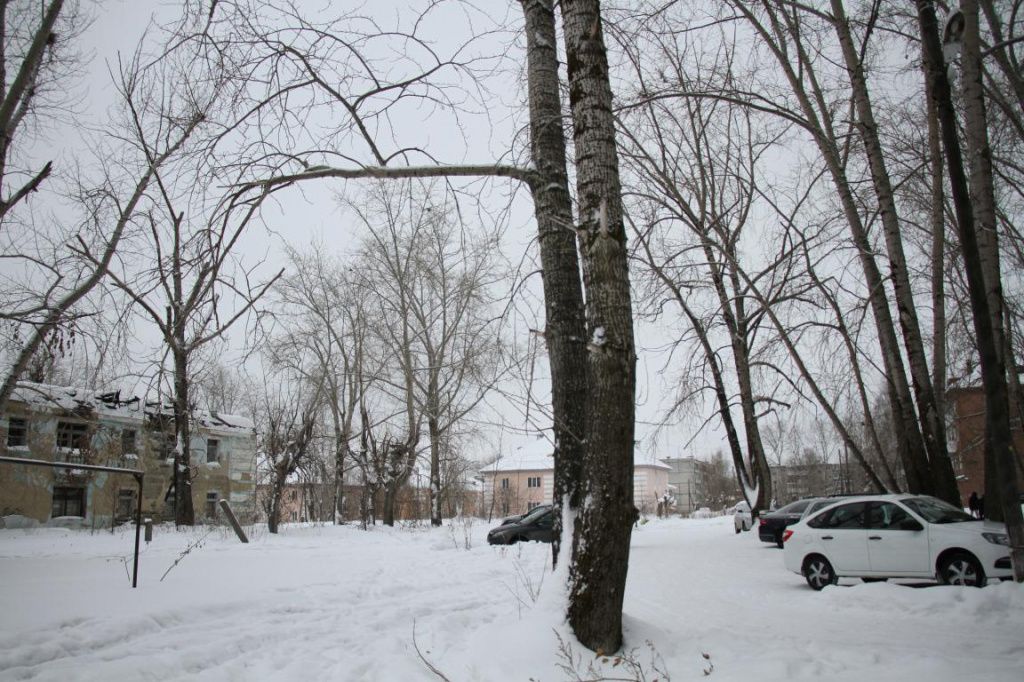 Куда бы люди не поставили автомобиль, она оказывается припаркованным по тополиными ветвями. Фото: Константин Бобылев, "Глобус"