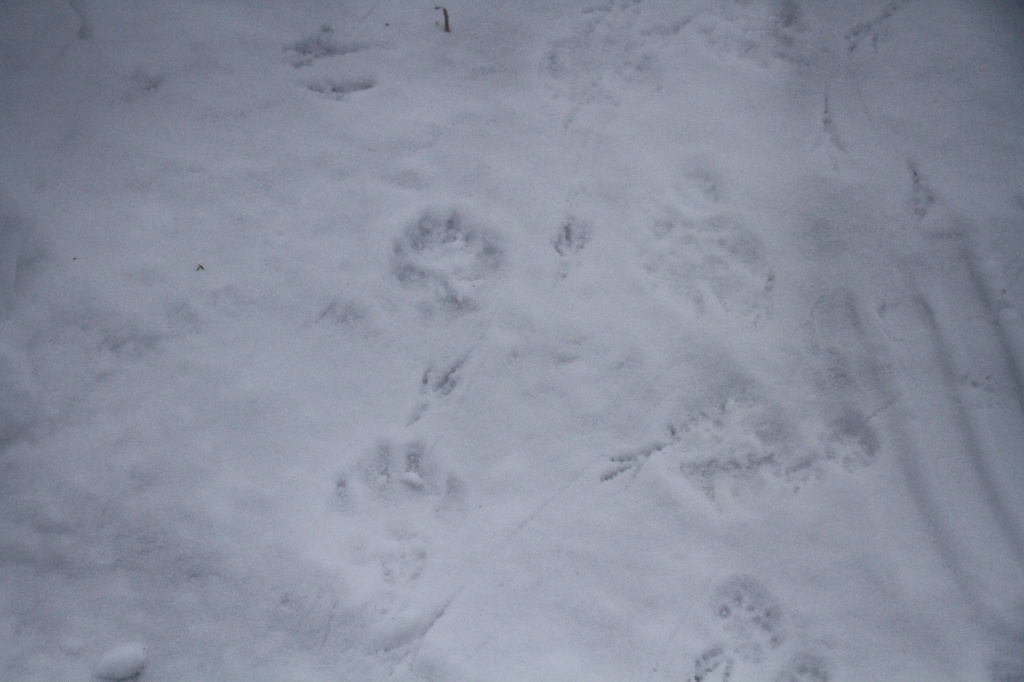 Волчьи следы в Первомайском можно встретить прямо возле жилых домов. Фото: Константин Бобылев, "Глобус"