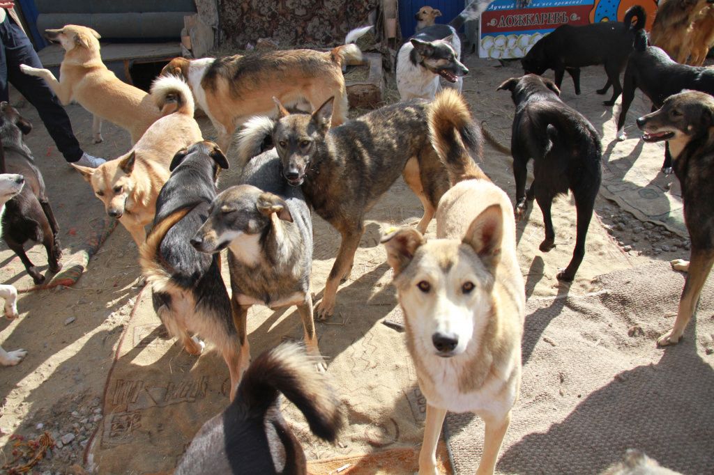На сегодняшний день в приюте живет 200 собак. Фото: Константин Бобылев, "Глобус"