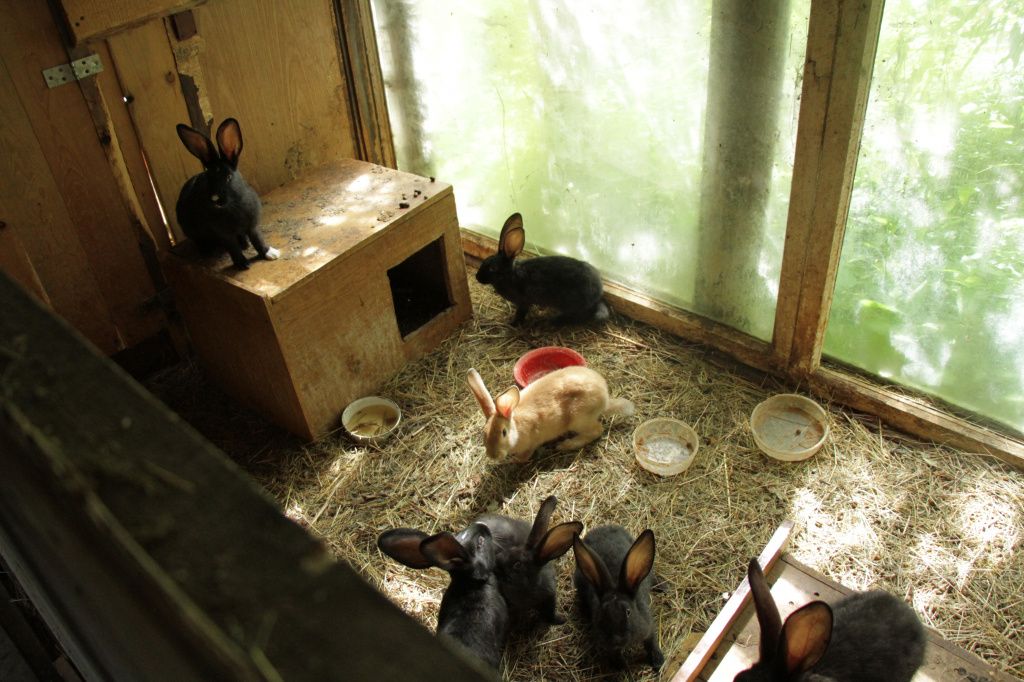 Сейчас у Волокитиных остается порядка 70 кроликов. Фото: Константин Бобылев, "Глобус"