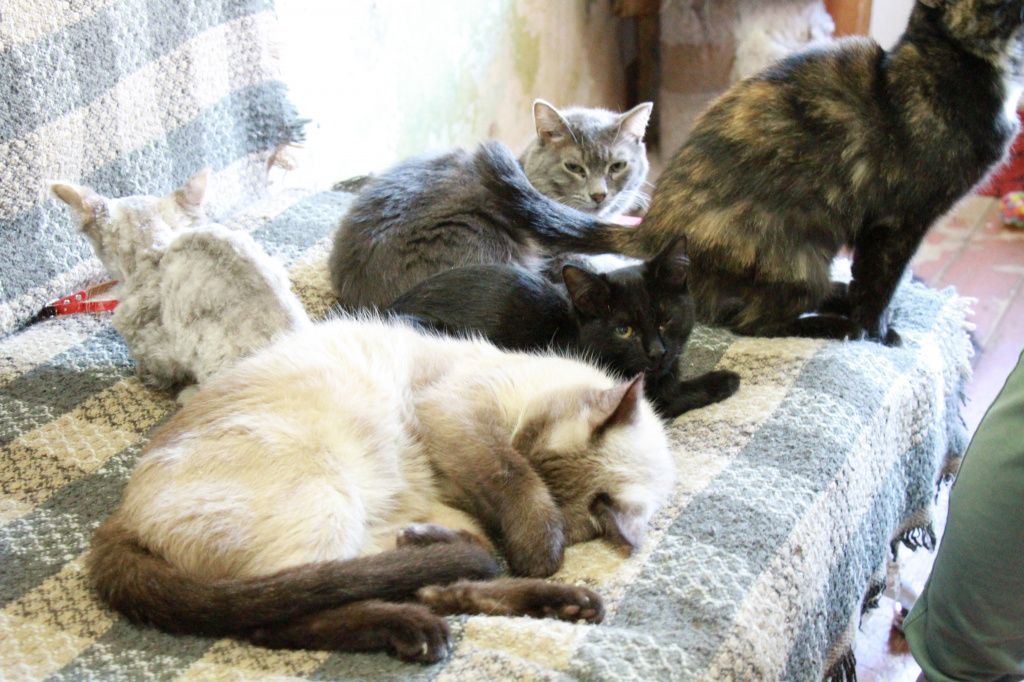 У котеек есть лежанки, а также диван на котором они отдыхают. Фото: Константин Бобылев, "Глобус"
