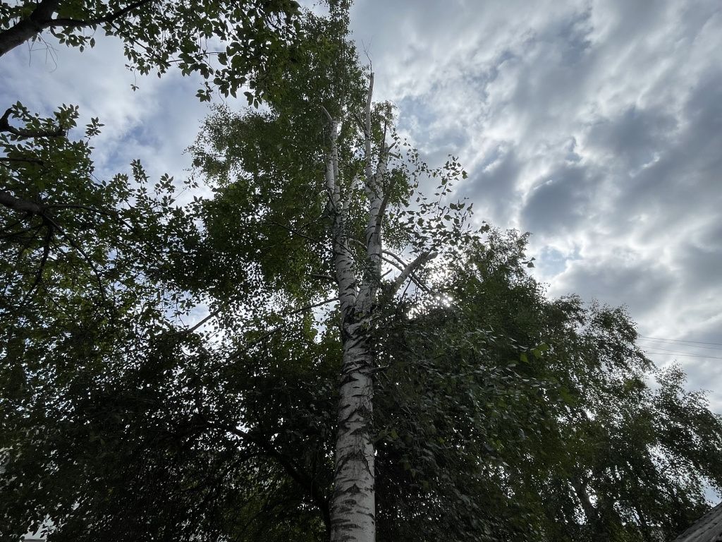 У березы осталась только макушка. Фото: Анна Куприянова, "Глобус"