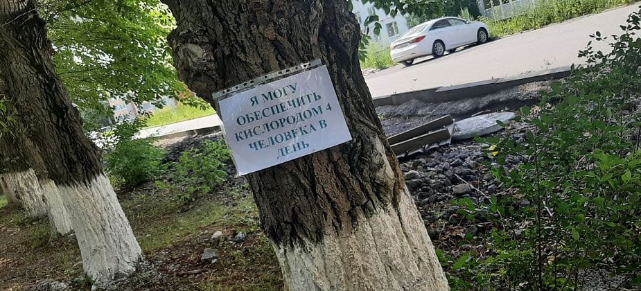 В Серове в одиночный пикет "встал"... тополь