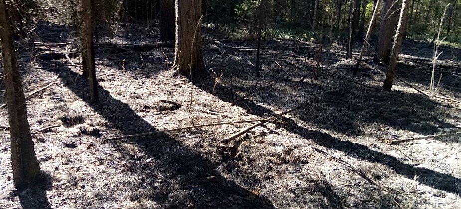 Под Серовом горел лес. Пожар локализовали