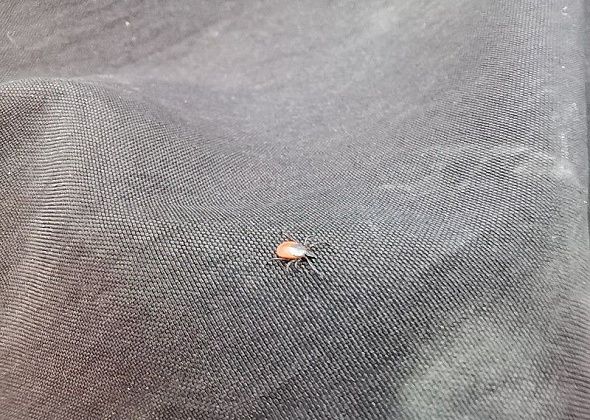 Роспотребнадзор Серова проведет горячую линию по профилактике клещевого энцефалита