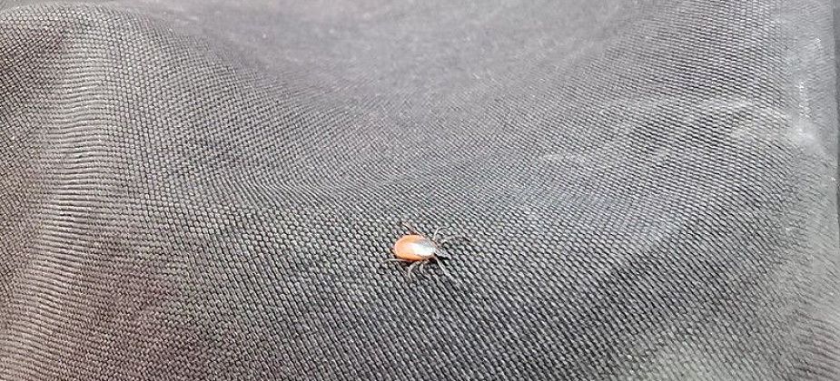 Роспотребнадзор Серова проведет горячую линию по профилактике клещевого энцефалита