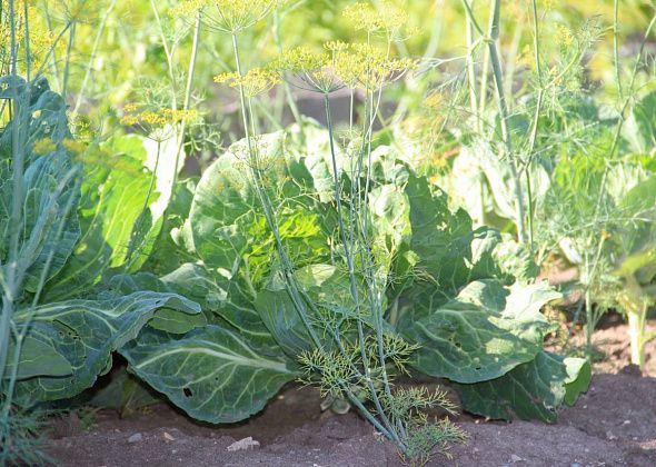 В Семенова пройдет "Осенний капустник" - выберут самые вкусные щи и самый тяжелый кочан
