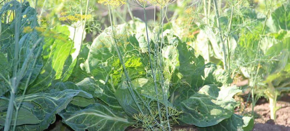 В Семенова пройдет "Осенний капустник" - выберут самые вкусные щи и самый тяжелый кочан