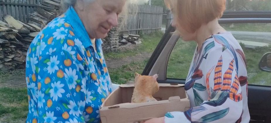 Сосьвинский кот Вася, пострадавший в пожаре, вернулся после лечения домой