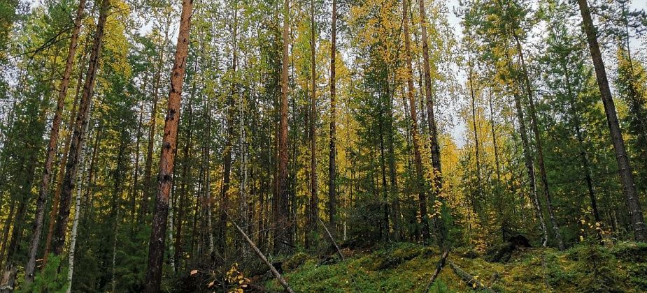 В Свердловской области ослабили запрет на посещение охраняемых природных территорий