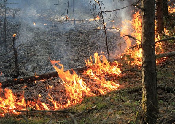 На территории Серовского лесничества за 2021 год произошло 13 ландшафтных пожаров