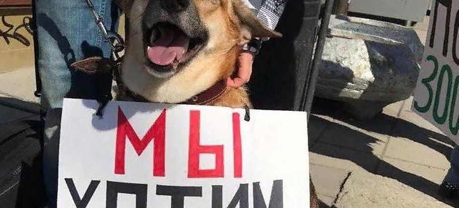 "Собаки в законе". Что волонтеры зоозащиты думают о новом законе, который касается защиты животных?
