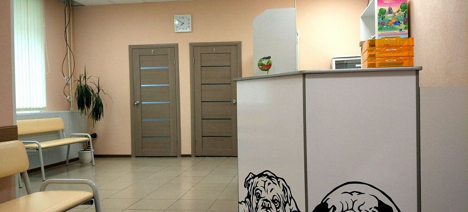 Школа для собак: учимся правильному общению с питомцем