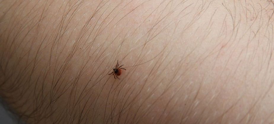 В Свердловской области зарегистрировано уже 11 146 укусов людей клещами