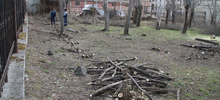 Серовчанин обратился в администрацию президента из-за валки деревьев при благоустройстве