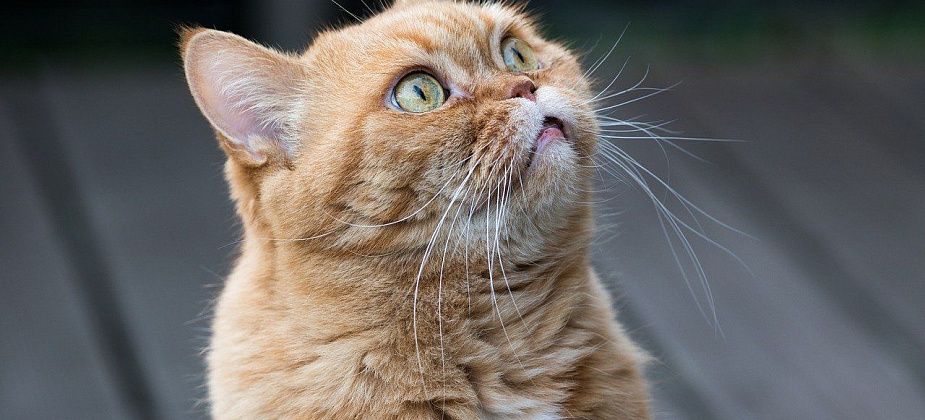 "Выгнать не могу, а убить рука не поднимается". Пенсионерка хочет, чтобы добрые люди разобрали 10 кошек, которые живут в ее квартире