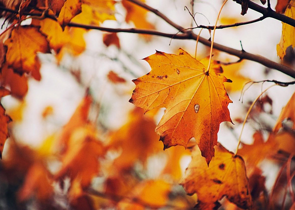 Прогноз погоды на 1 сентября: без сильных дождей и ветрено