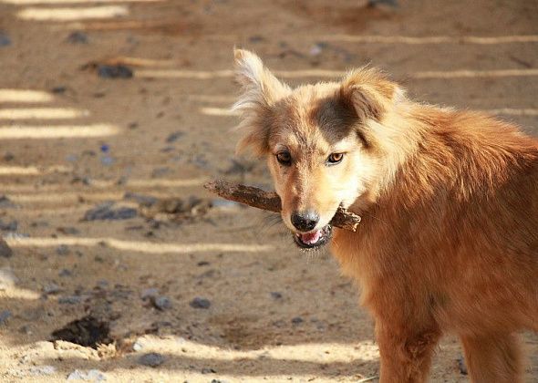 Власти Серова назвали условие, необходимое для строительства собачьего приюта