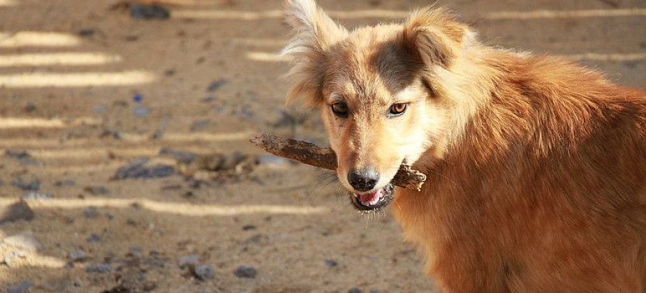 Власти Серова назвали условие, необходимое для строительства собачьего приюта