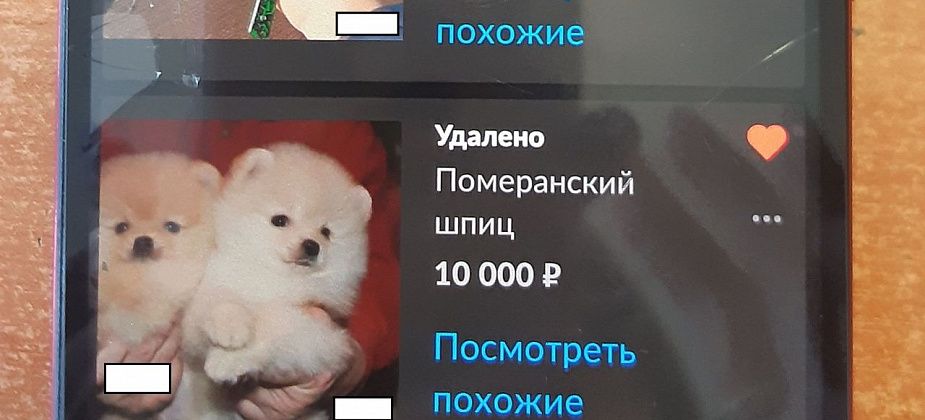 В Серове будут судить жительницу Краснотурьинска. Она продавала несуществующих щенков шпица 