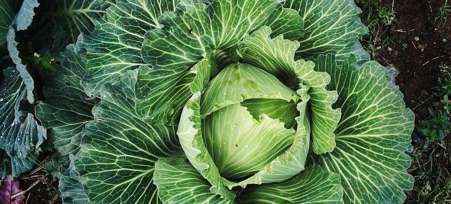 В Морозково проведут “Осенний капустник”