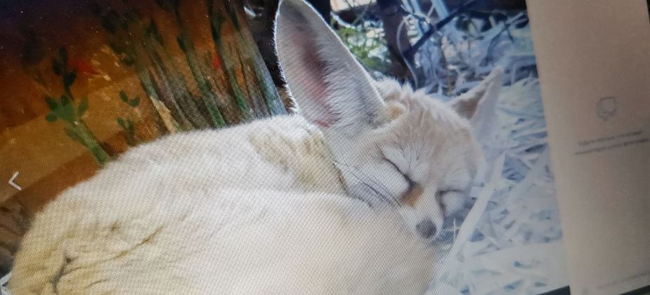 Екатеринбургский зоопарк представил публике нового жителя – фенека Арию