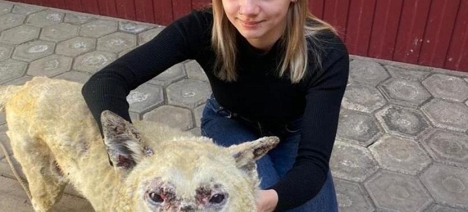 "Если способна помочь, не смогу пройти мимо". Медсестра из Сосьвы спасает пострадавших в пожаре животных