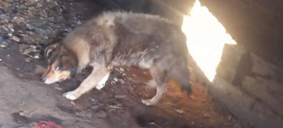 «Собаку бросили умирать?». В Новой Сосьве хозяева при переезде бросили в сарае старого, слепого пса 