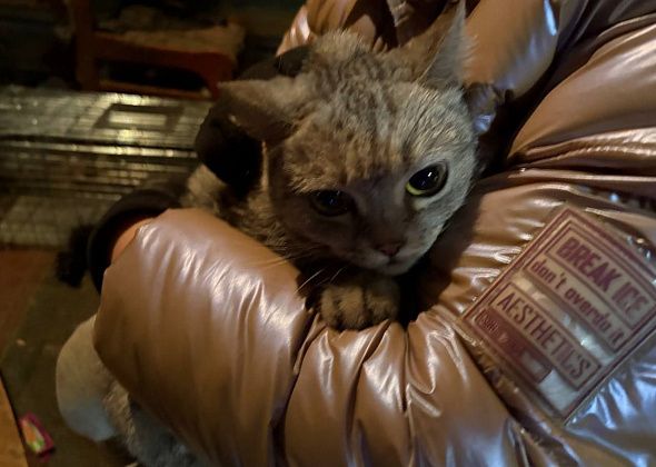 В одном из предназначенных под снос домов зоозащитники отловили 9 кошек, оставленных хозяином