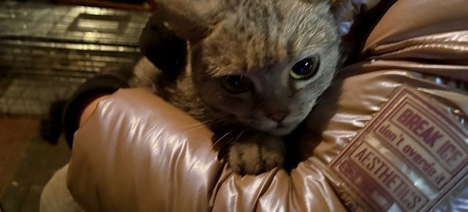 В одном из предназначенных под снос домов зоозащитники отловили 9 кошек, оставленных хозяином