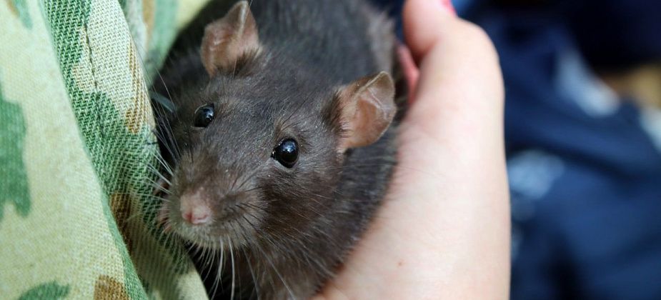 Заводим грызуна: как подготовиться к хомяку и крыскам