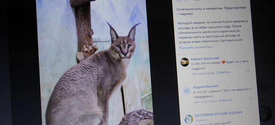В зоопарке Екатеринбурга пополнение – посетители смогут увидеть каракала Хьюго
